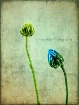 two buds