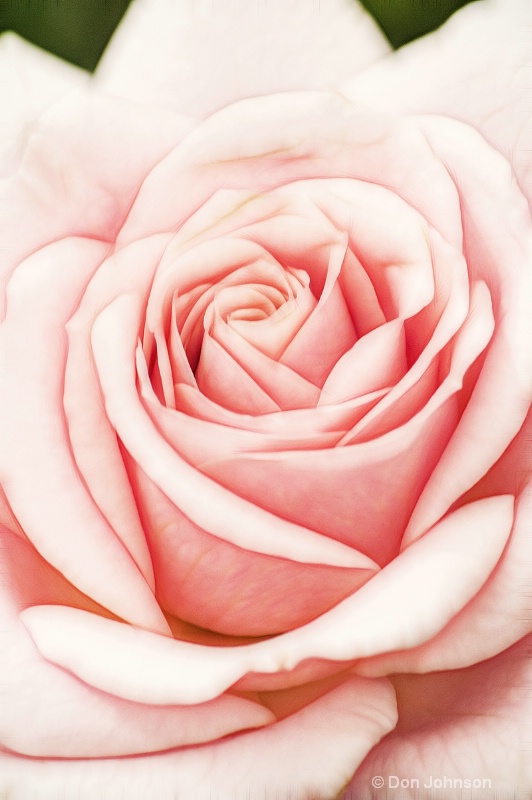 Artistic New Pink Rose #2 227