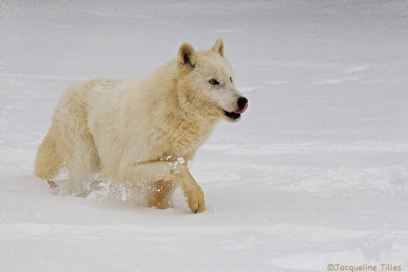 ARCTIC WOLF - ID: 14807993 © Jacqueline A. Tilles