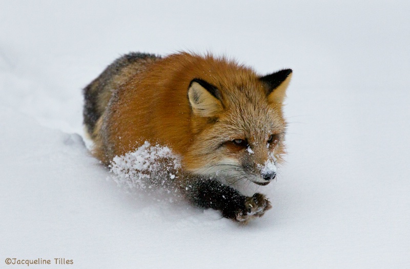 RED FOX - ID: 14807994 © Jacqueline A. Tilles