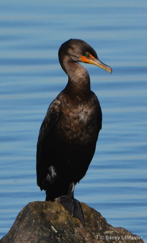 Bird on Rock 