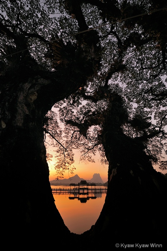 The Trees in Nature