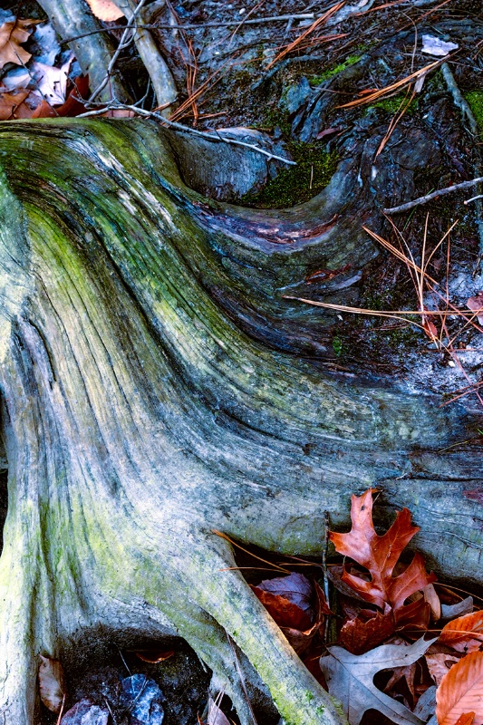 Stump and Leaves