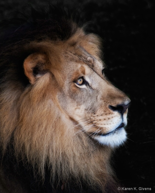 Lion Portrait