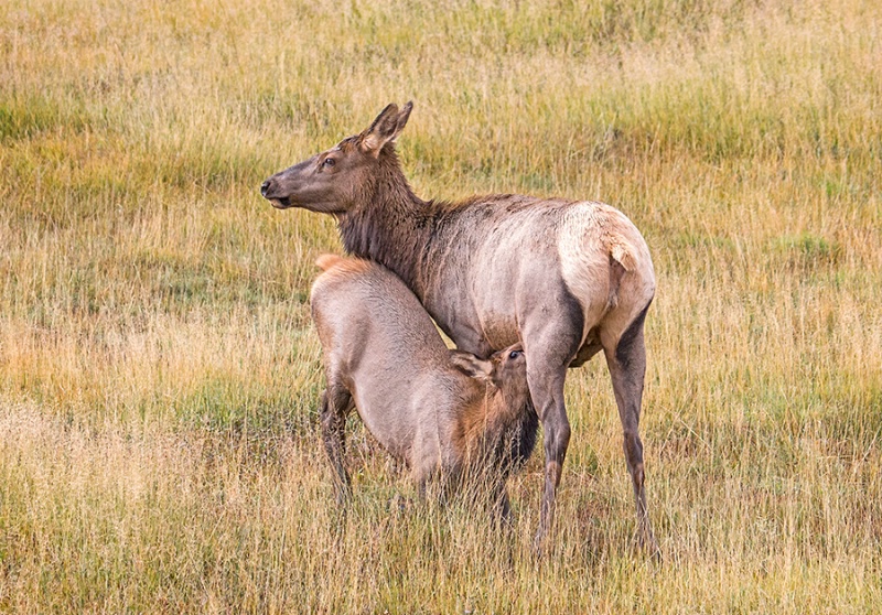 Elk Calf Nursing 
