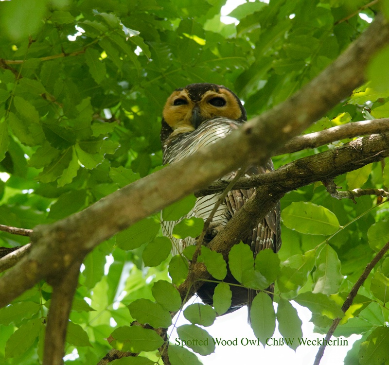 dsc 6140 spotted wood owl