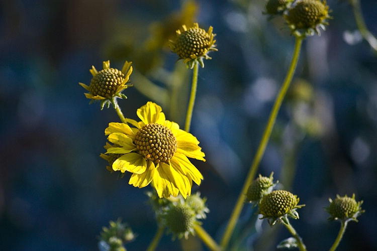 Brittle Bush