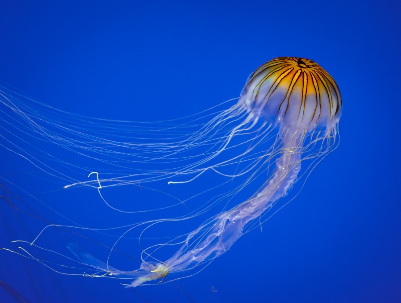 Jellyfish - ID: 14809352 © Bob Miller