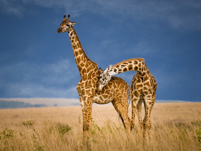 Two Giraffes- Kenya - ID: 14809356 © Bob Miller