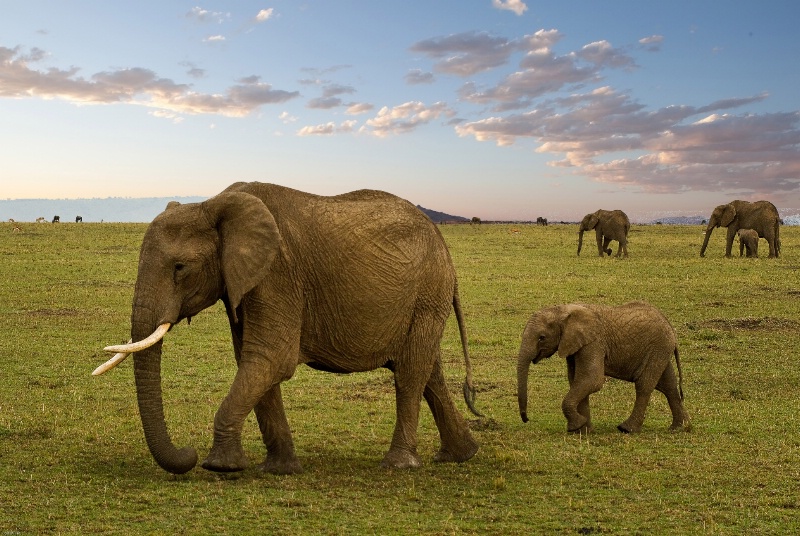 Elephant Walk- Kenya - ID: 14809357 © Bob Miller