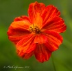 Summer Poppy