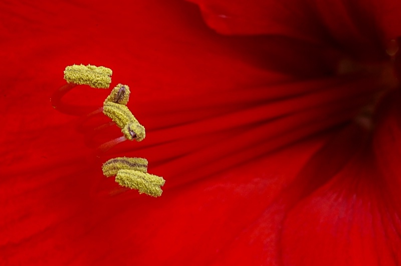 Amaryllis Close Up