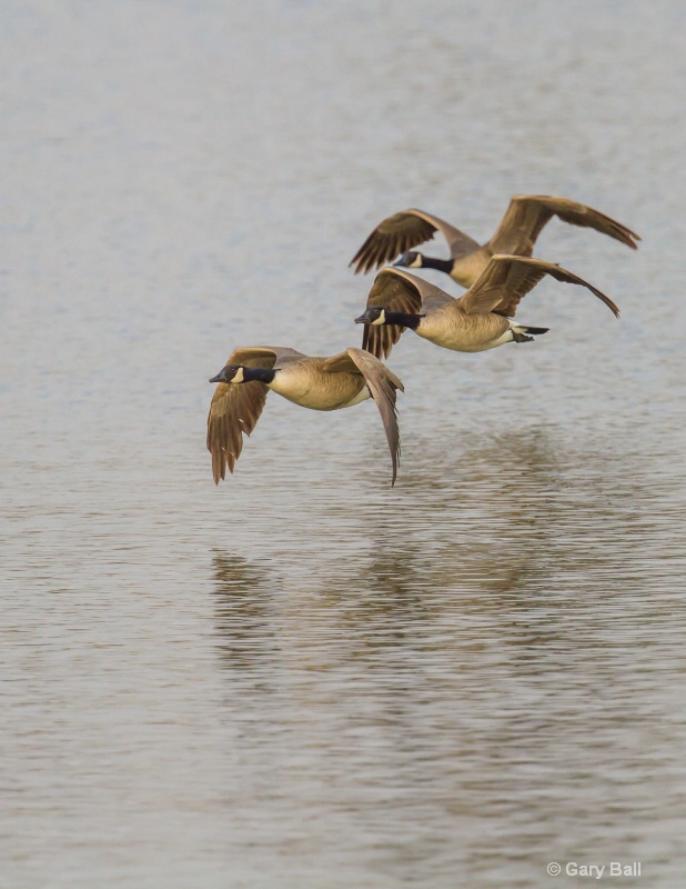 Canada Geese Flying Low