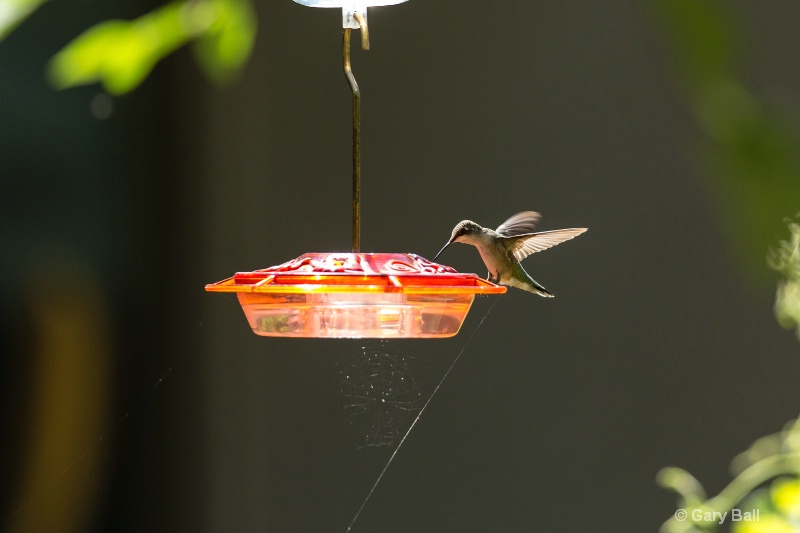 Hummingbird on feeder with Spider Web