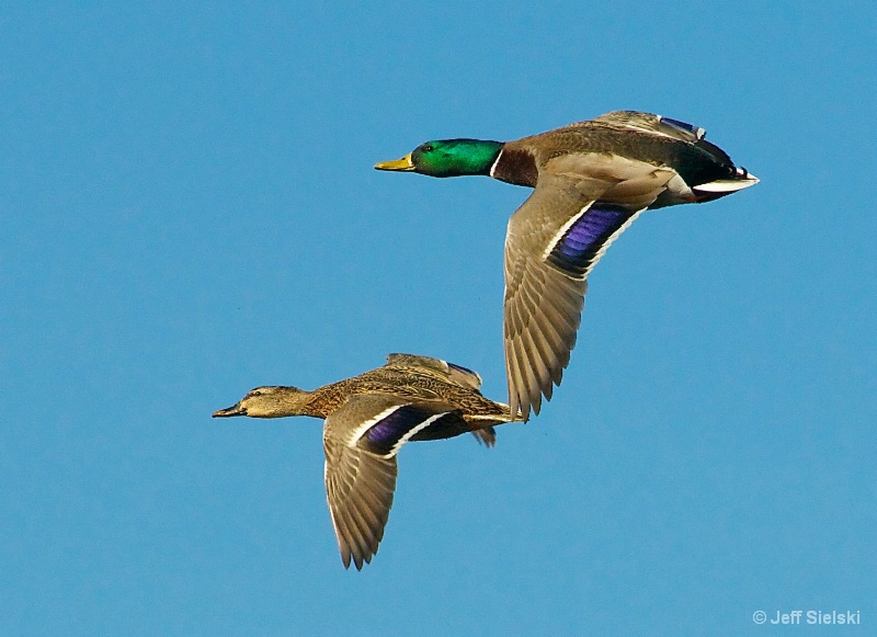 Clear Skies Ahead!!  Ducks In Flight 
