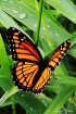 The Monarch