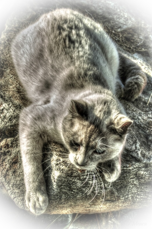 Camo Kitty - ID: 14810027 © Beth OMeara