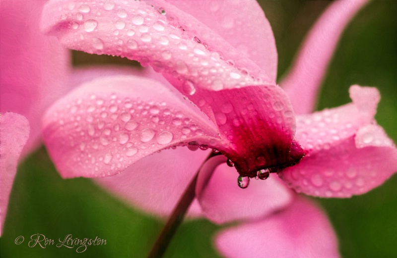 Cyclamen