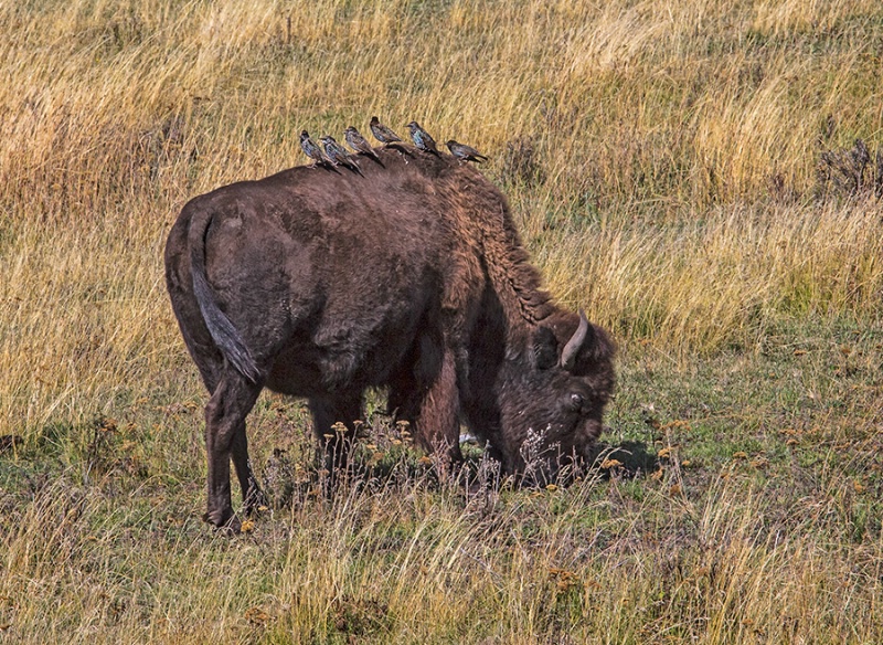 Bison Hitchhikers     