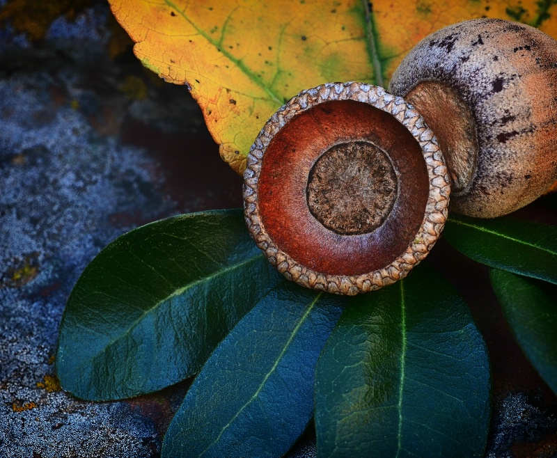 Fallen Acorn