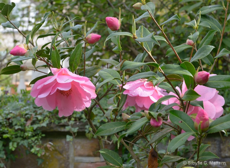 Camellia "Mary Phoebe Taylor" - ID: 14810176 © Sibylle G. Mattern