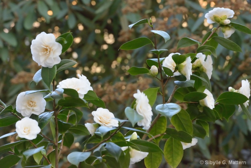 Camellia "Shiragiku" - ID: 14810177 © Sibylle G. Mattern