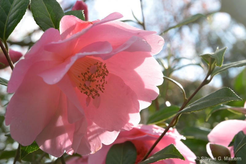 Camellia "Mary Phoebe Taylor" - ID: 14810180 © Sibylle G. Mattern