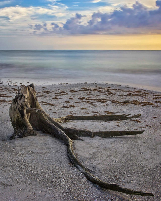 Driftwood