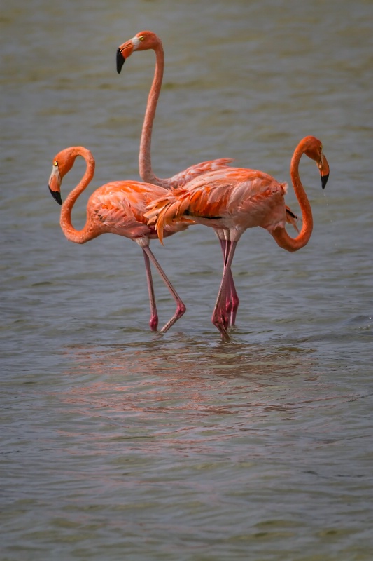 Three Flamingos  8484