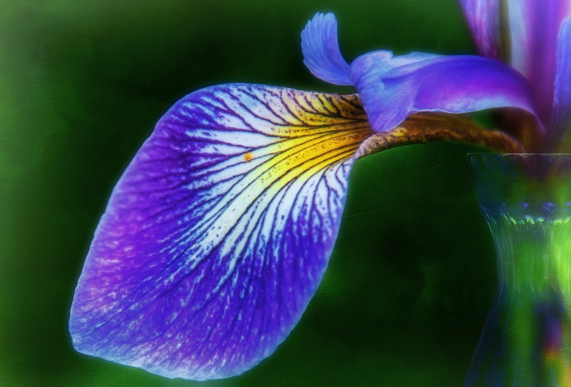 Petal in a vase