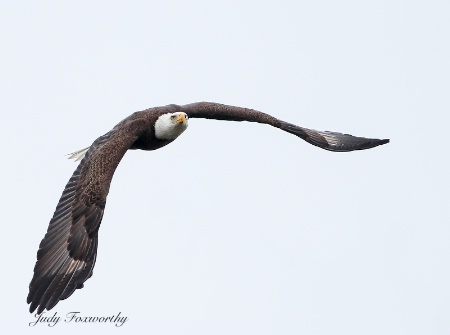 Flight Of The Bald Eagle