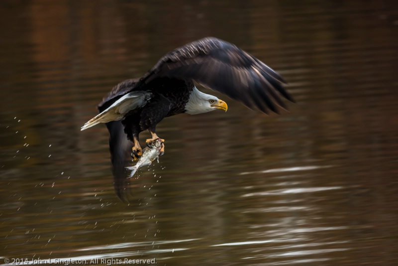 Eagle's Catch - ID: 14810255 © John Singleton