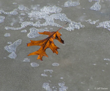 1 Is A Lonely Number!  Leaf On Ice Pond 