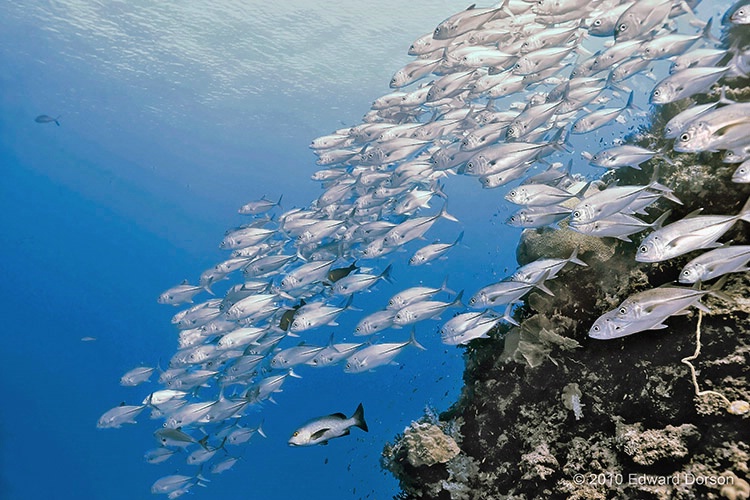 Bigeye Trevally Seascape - ID: 14810353 © Edward Dorson