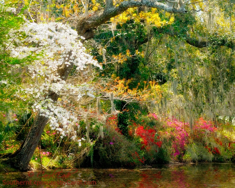 Spring at Magnolia Gardens - ID: 14810605 © Carol Eade