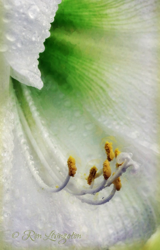 Pistil and Stamen