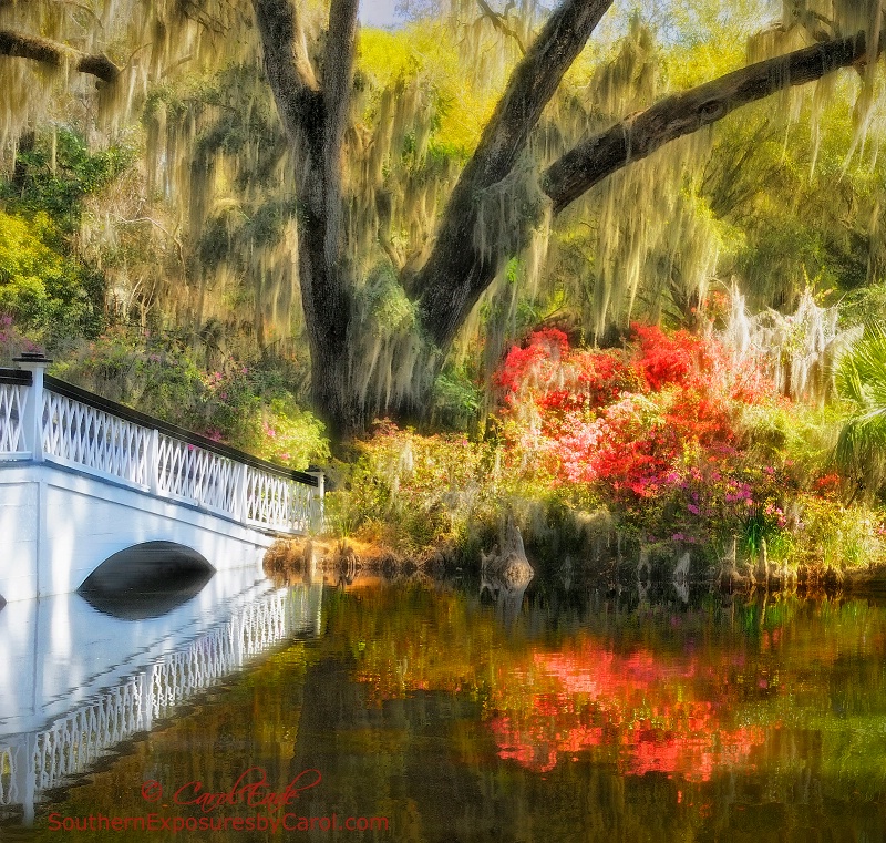Magnolia Gardens Bridge - ID: 14810610 © Carol Eade