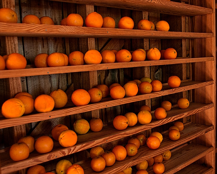 The Orange Harvest