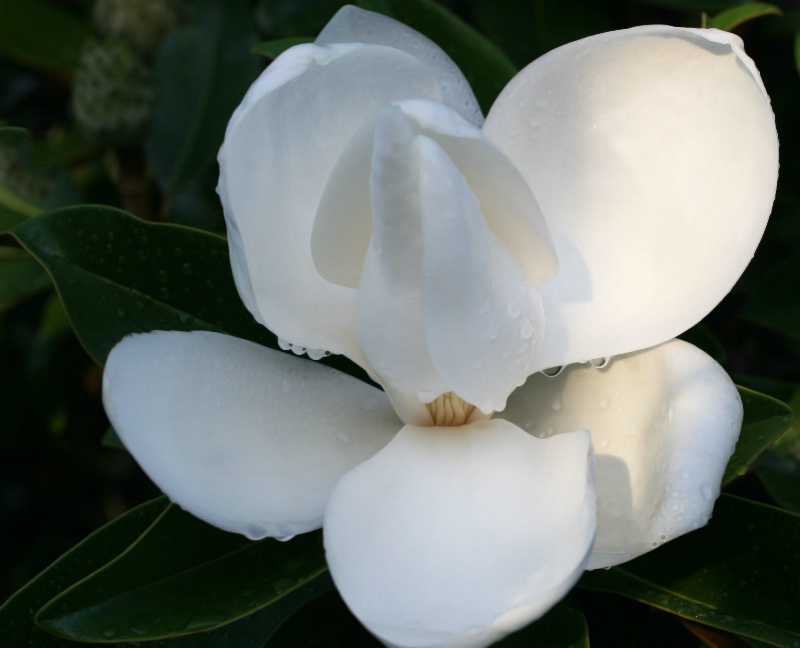 Magnolia #3