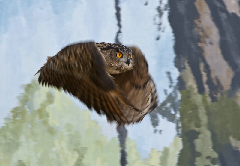 Owl in Flight 