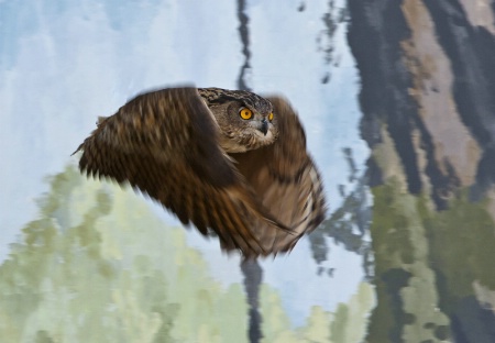 Owl in Flight 