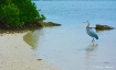 Heron The Beach 