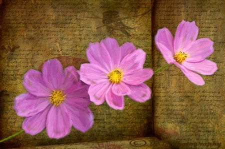 Cosmos in bloom