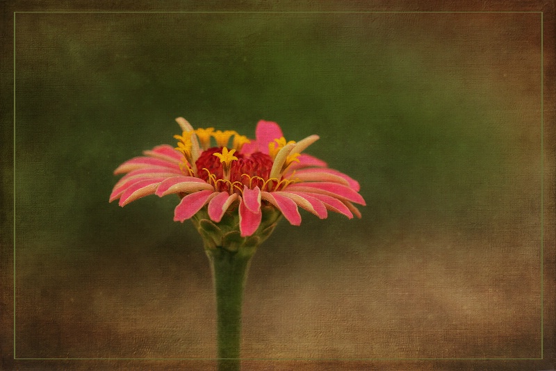 lone zinnia