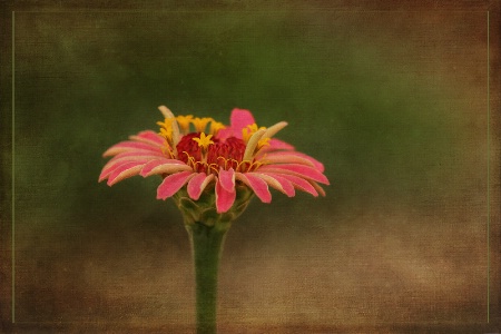 lone zinnia