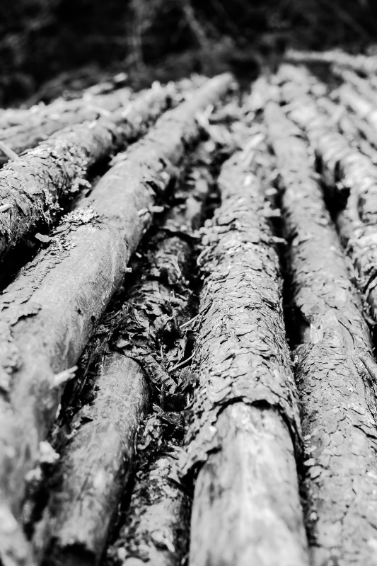 Old Pile Of Wood