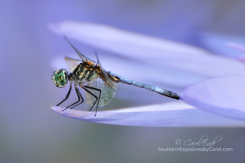 In Lily's Arms - ID: 14811402 © Carol Eade