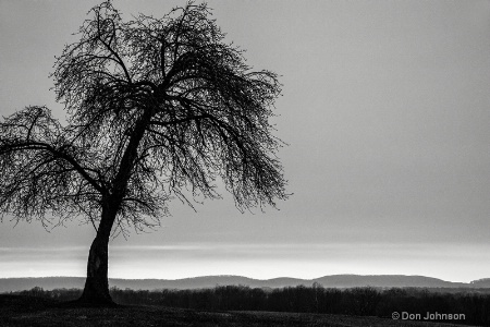 B&W Sunset Tree 120