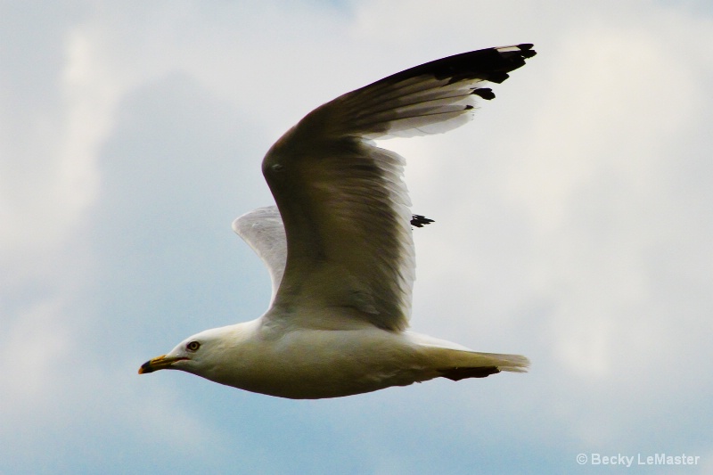 In Flight