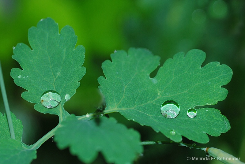 Morning Dew